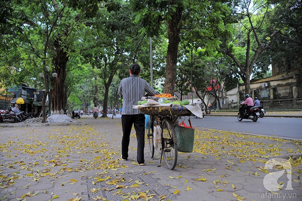 Nhung-tham-la-vang-mua-thu-ha-noi